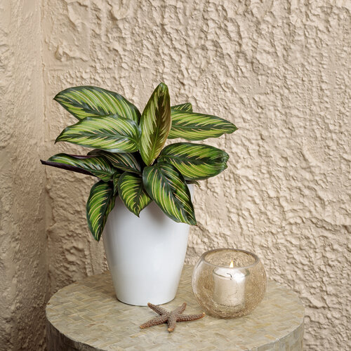 Calathea ornata - Beauty Star